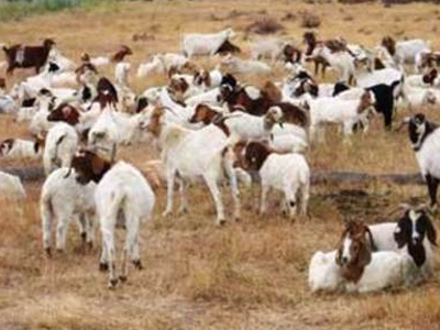 Πυροβόλησαν κοπάδι από κατσίκες