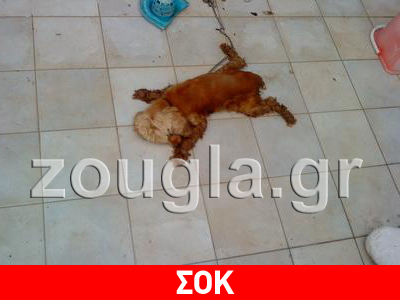 Κόκερ έσβησε αβοήθητο και εγκαταλελειμμένο