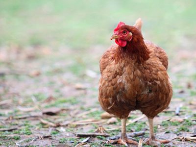 Οι κότες και τα κοκόρια του… ΠΑΣΟΚ