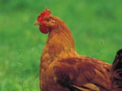 Το αυγό… σκότωσε την κότα