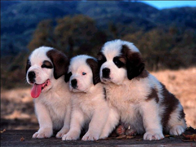 Πέταξαν κουτάβια στα σκουπίδια