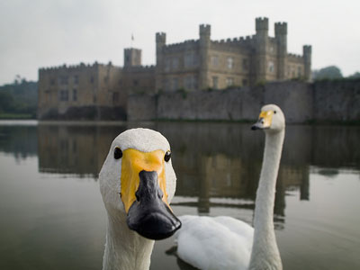 Κύκνος σταμάτησε την κυκλοφορία για τον… καλό του