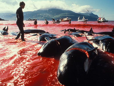 Ανακρούει πρύμναν η Ιαπωνία για τη φαλαινοθηρία