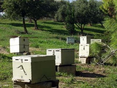 Ηλικιωμένος έκλεψε τα μελίσσια συγχωριανού του