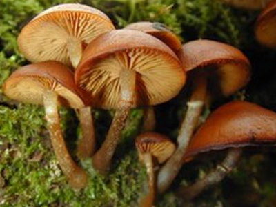 Τα μανιτάρια τούς έστειλαν στο νοσοκομείο