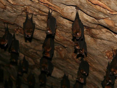 Επιδρομή από… νυχτερίδες