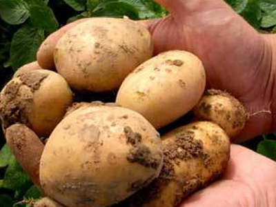 Γενετικά τροποποιημένη πατάτα και… «με τη βούλα»