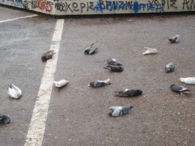 Δηλητηρίασαν περιστέρια στον Πύργο