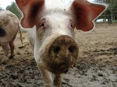 «Πέρασε» η νέα γρίπη και στα ζώα;