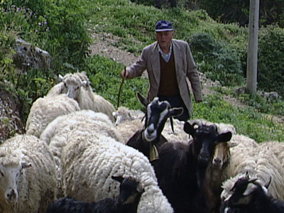 «Διπλωματικός πυρετός» για ένα κοπάδι πρόβατα!