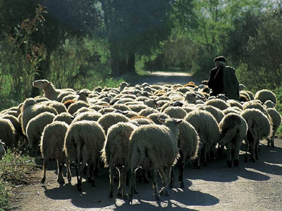Τα πρόβατα “έφυγαν” από ασφυξία