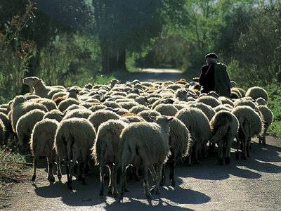 Τα πρόβατα εκλάπησαν… οver!