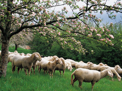 Θυσιάστηκε για να σώσει το πρόβατό του