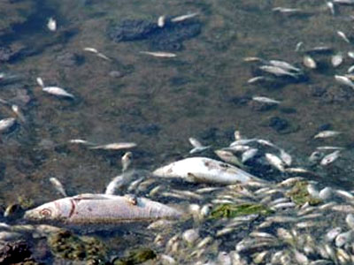 Νεκρά ψάρια στη λίμνη Κάρλα