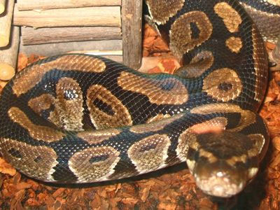 Ο πύθωνας… επέστρεφε σπίτι του