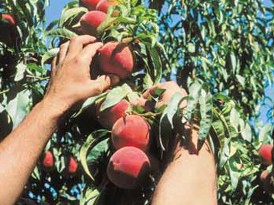 Διάβημα για την ακύρωση παραγγελίας-μαμούθ ροδάκινων