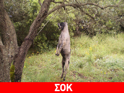 Φρίκη στη Λευκάδα με κρεμασμένο σκύλο