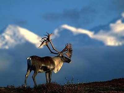Τους έφερε ο Άι-Βασίλης