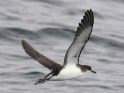 Ελληνοτουρκική συμμαχία για τη διάσωση του θαλασσοπουλιού μύχος!