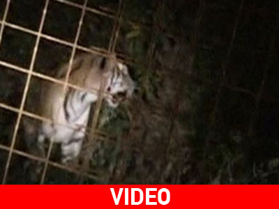Οι τίγρεις «όρμησαν» στην ελευθερία τους