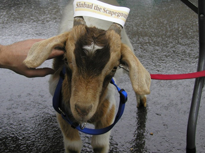 Του έκλεψαν τους τράγους…