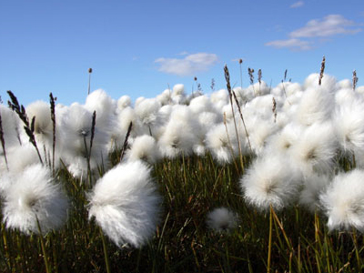 Με… το βαμβάκι!