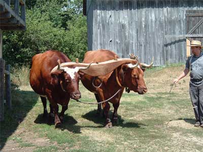 Άνθρακας σκοτώνει ζώα στον Αξιό