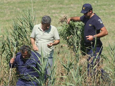 Τα «δέντρα»… φούντωσαν στη Λακωνία