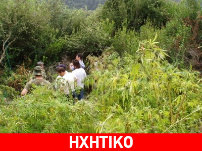 Στα χέρια της ΕΛΑΣ δάσος με χασισόδενδρα