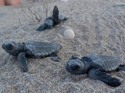Τα πρώτα χελωνάκια της χρονιάς