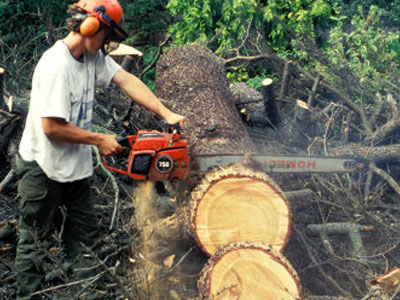 Υλοτόμος καταπλακώθηκε από δένδρο