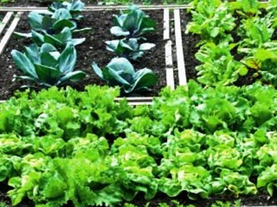 Αγρίνιο: Διερευνάται η κατασκευή «Δημοτικού Λαχανόκηπου»