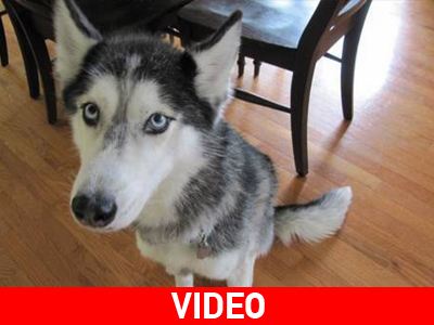 Χάσκι απολαμβάνει το μασάζ