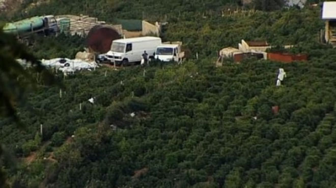 Καλλιέργεια δενδρυλλίων κάνναβης