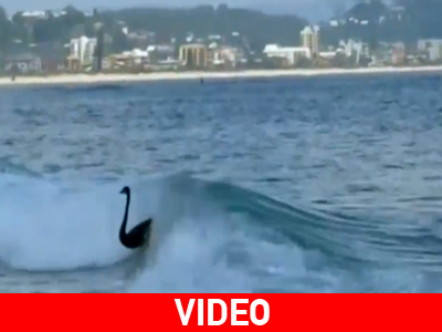 Μαύροι κύκνοι σερφάρουν