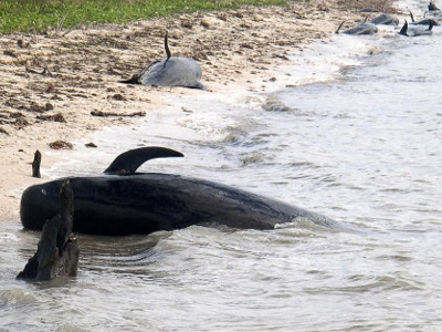 ΗΠΑ: Βιολόγοι εξετάζουν τις νεκρές φάλαινες