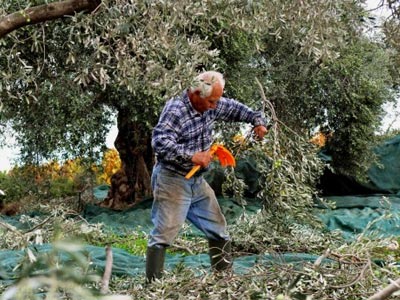 Περισσότερες ελιές και λιγότερος δάκος