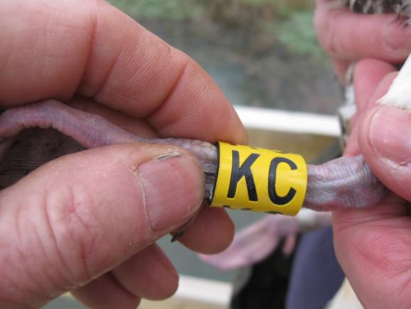 Δακτυλίωση 