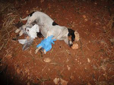 Μαζική εξόντωση ζώων στη Κρήτη μπροστά στα μάτια ανήλικων μαθητών