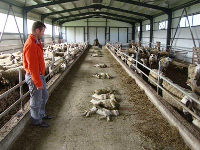 Προβληματισμός για το πρώτο κρούσμα ευλογιάς στην Πιερία