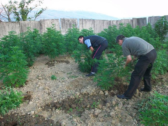 Αστυνομικοί ξεριζώνουν δενδρύλλια κάνναβης από αυλή σπιτιού