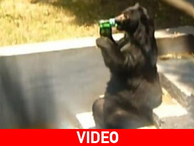 Αρκούδες που φέρονται σαν άνθρωποι