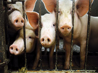 Εξαπλώνεται ο ιός των χοίρων στις ΗΠΑ