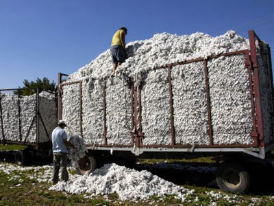Πληρώνονται οι δικαιούχοι αγρότες για την ενίσχυση βάμβακος Πληρώνονται οι δικαιούχοι αγρότες για την ενίσχυση βάμβακος