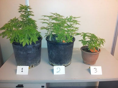 Συνελήφθη 21χρονος για κατοχή κάνναβης