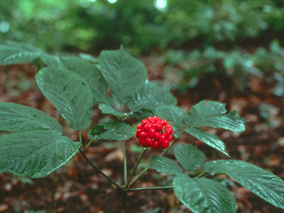 PANAX GINSENG: Από την Κορέα με αγάπη