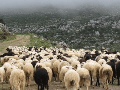 Επιβεβαιώθηκε κρούσμα καταρροϊκού πυρετού στον Έβρο .