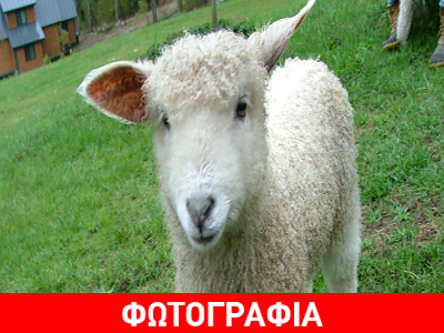 Το αρνί που έμαθε να περπατά σαν άνθρωπος