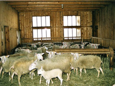 Ρόδος: Έκλεψαν 65 ζώα από στάβλο