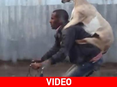 Πάει την κατσίκα βόλτα… δικάβαλο!